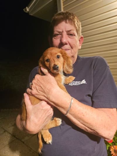 Trinity, a Dachshund, Mini puppy from Pawrade