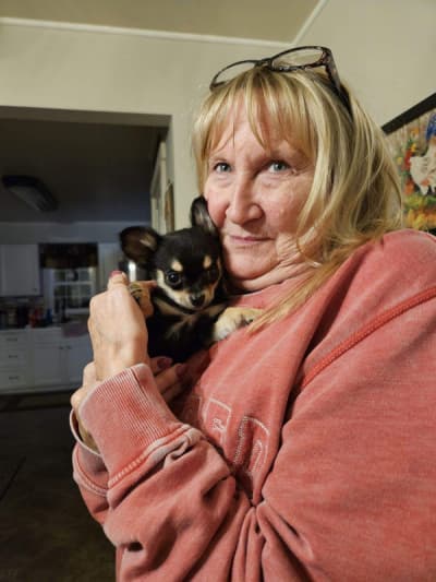 Allison, a Chihuahua puppy from Pawrade