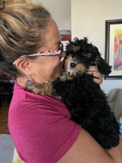 Patrick, a Cavapoo puppy from Pawrade