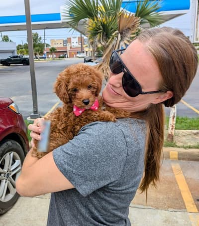 Claudette, a Poodle, Toy puppy from Pawrade