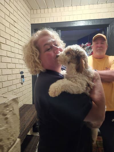 Moose, a Goldendoodle, Mini puppy from Pawrade