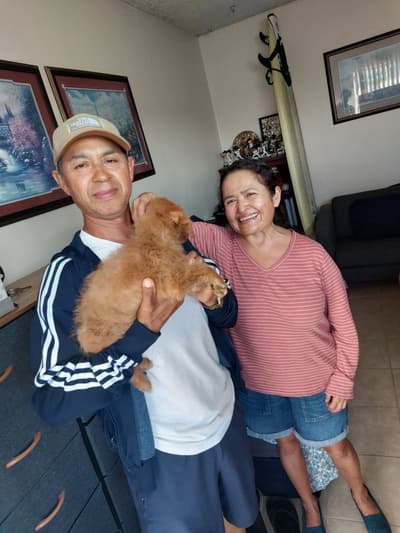 Nino, a Labradoodle puppy from Pawrade