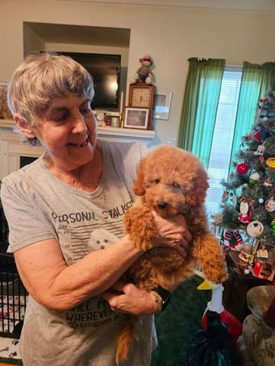 Calla, a Poodle, Toy puppy from Pawrade