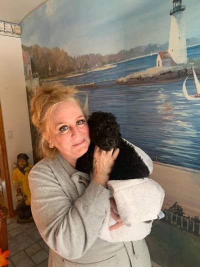 Abby, a Poodle, Standard puppy from Pawrade