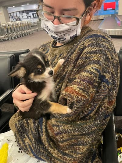 Lucky, a Chihuahua puppy from Pawrade