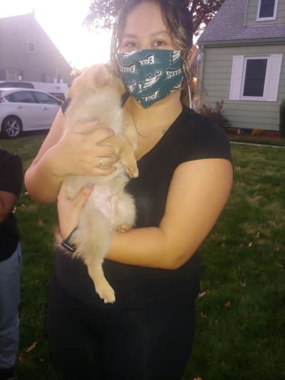 Dustin, a Pomsky puppy from Pawrade