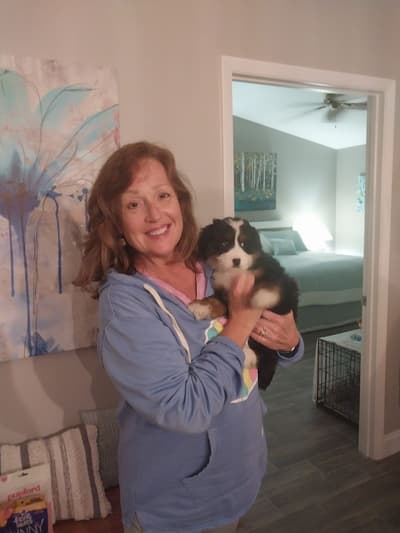Thomas, a Bernedoodle, Mini puppy from Pawrade