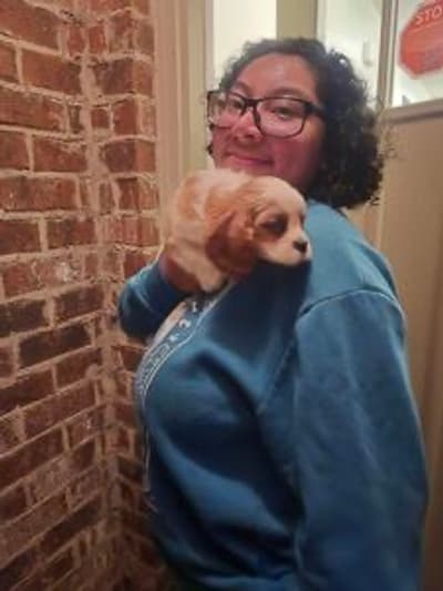 Sophia, a Cavalier King Charles Spaniel puppy from Pawrade