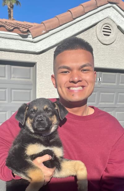 Major, a German Shepherd puppy from Pawrade
