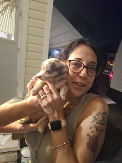 Lana, a Chihuahua puppy from Pawrade