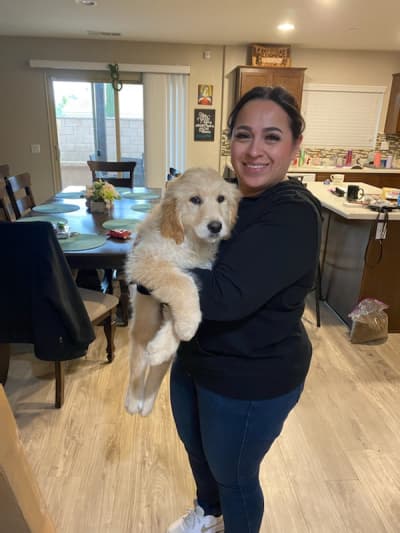 Jada, a Goldendoodle puppy from Pawrade