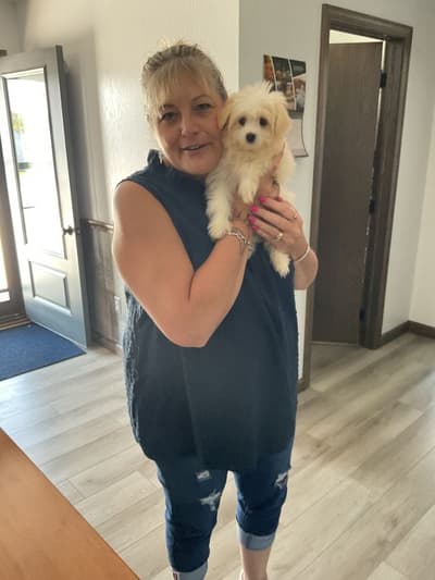 Megan, a Malti Pom - Maltipom puppy from Pawrade