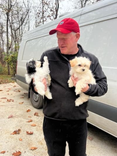 Cody, a Morkie / Yorktese puppy from Pawrade