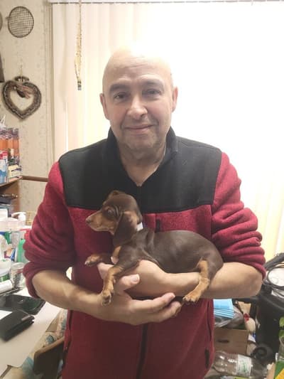 Ariel, a Dachshund, Mini puppy from Pawrade