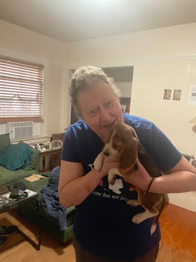 Amelia, a Beagle puppy from Pawrade