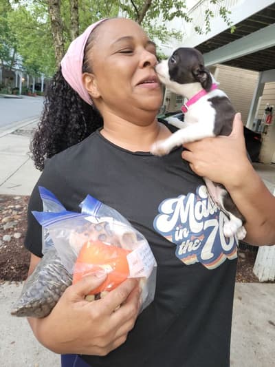 Ramona, a Boston Terrier puppy from Pawrade