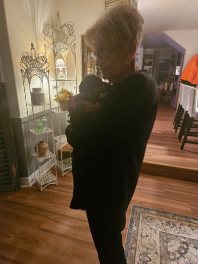 Mikey, a Dachshund, Mini puppy from Pawrade