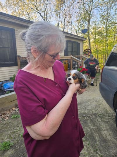 Baby, a Cavalier King Charles Spaniel puppy from Pawrade