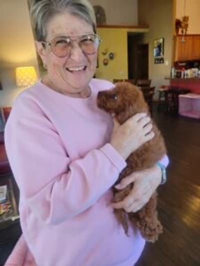 Scarlett, a Cavapoo puppy from Pawrade