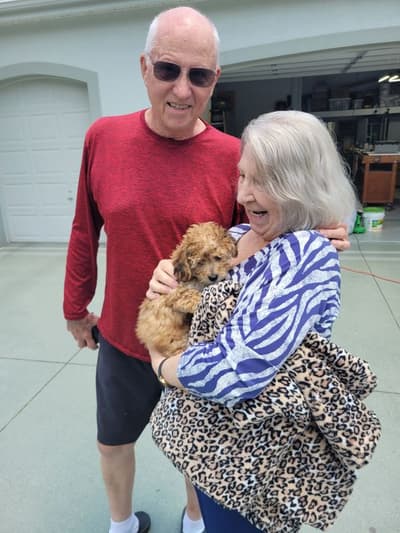 Cici, a Yorkiepoo - Yorkie Poo puppy from Pawrade