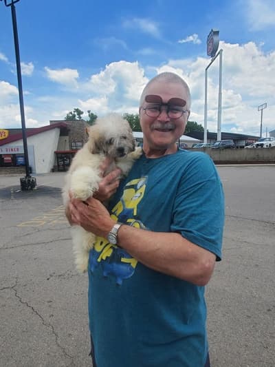 Blaze, a Shichon puppy from Pawrade