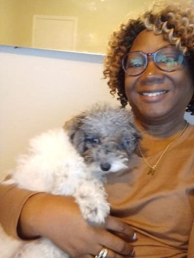 Ava, a Poodle, Miniature puppy from Pawrade