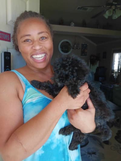 Icarus, a Poodle, Toy puppy from Pawrade