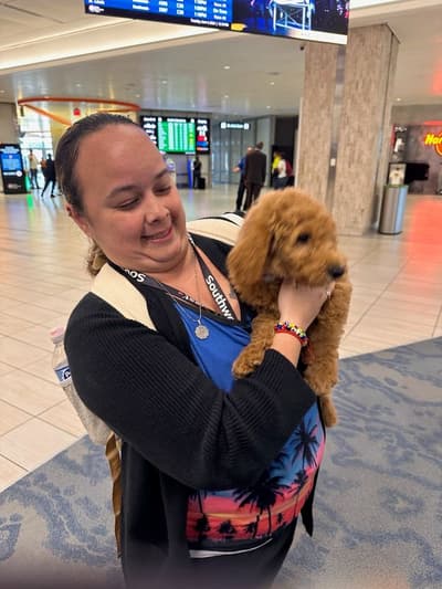 Sloane, a Goldendoodle puppy from Pawrade