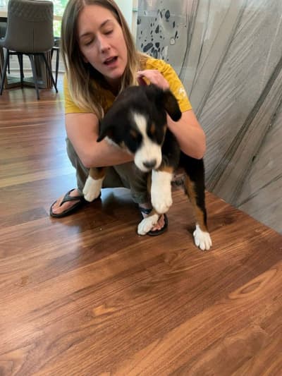 Fletcher, a Bernese Mountain Dog puppy from Pawrade