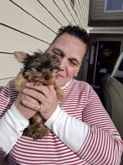 Mya, a Yorkshire Terrier - Yorkie puppy from Pawrade