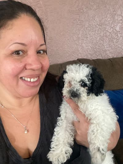 Pataki, a Poodle, Miniature puppy from Pawrade