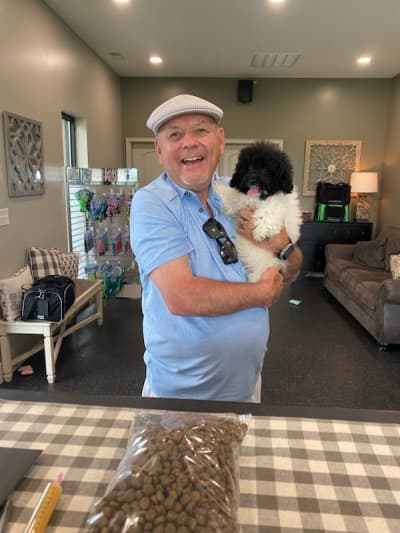 Morty, a Poodle, Toy puppy from Pawrade