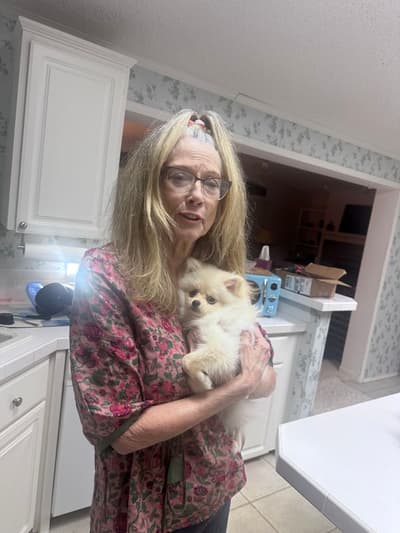 Kadee, a Malti Pom - Maltipom puppy from Pawrade