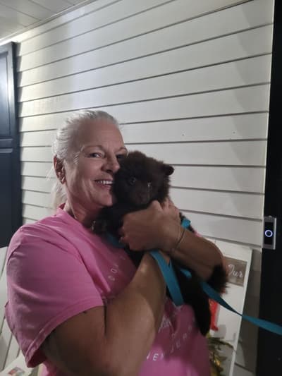 Taylor, a Yorkiepoo - Yorkie Poo puppy from Pawrade