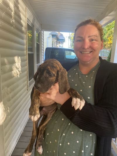 Toby, a Great Dane puppy from Pawrade