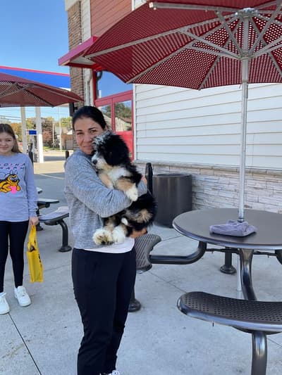 Chloe, a Bernedoodle, Mini puppy from Pawrade