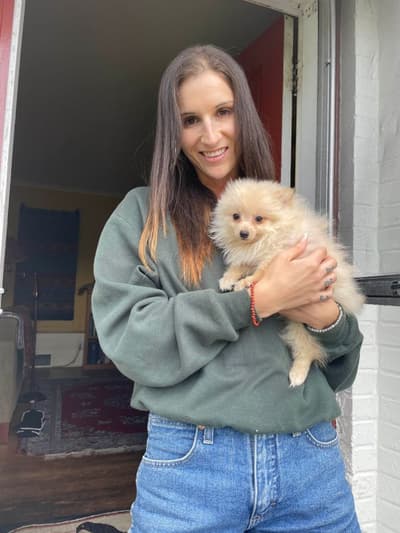 Celsey, a Pomeranian puppy from Pawrade