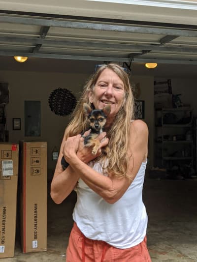 Violet, a Chorkie puppy from Pawrade