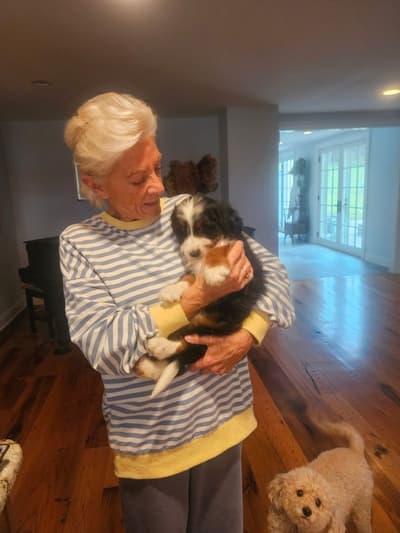 Murdock, a Bernedoodle, Mini puppy from Pawrade