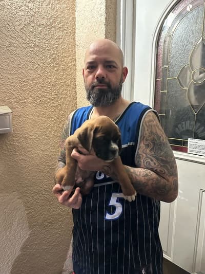 Luke, a Boxer puppy from Pawrade