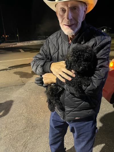 Fatima, a Goldendoodle, Mini puppy from Pawrade