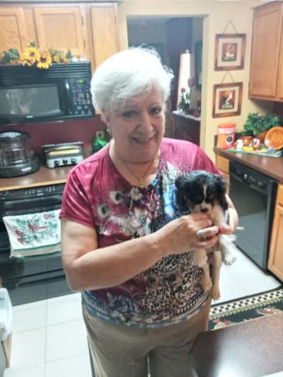 Duchess, a Cavalier King Charles Spaniel puppy from Pawrade