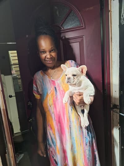 Toro, a French Bulldog puppy from Pawrade