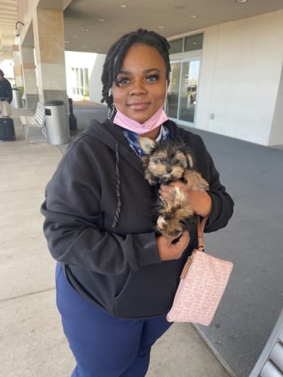 Liz, a Yorkshire Terrier - Yorkie puppy from Pawrade