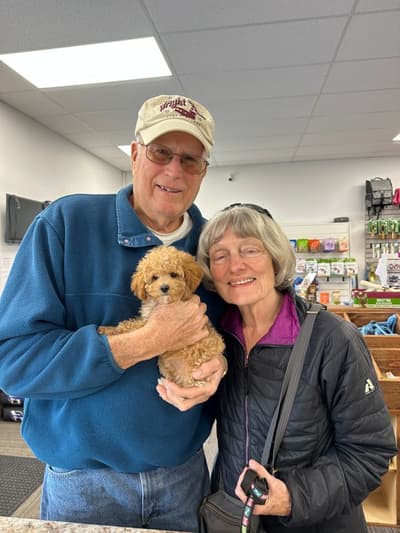 Haven, a Poodle, Toy puppy from Pawrade