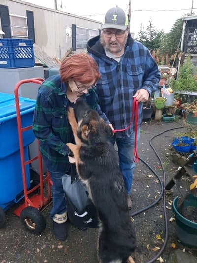 Duke, a German Shepherd puppy from Pawrade