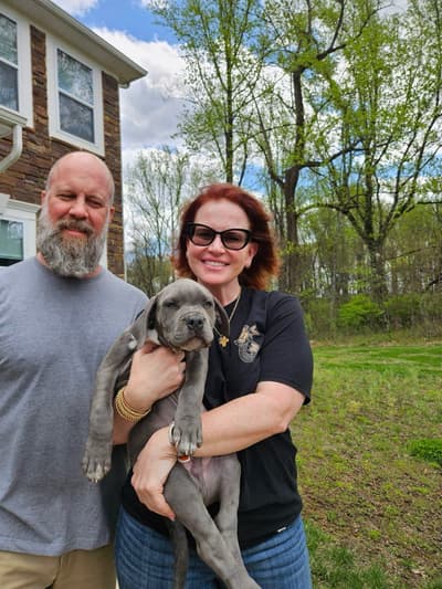 Joseph, a American Bully puppy from Pawrade