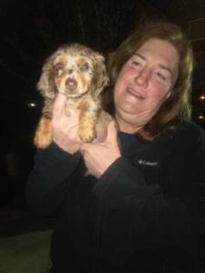 Antoinette, a Dachshund, Mini puppy from Pawrade