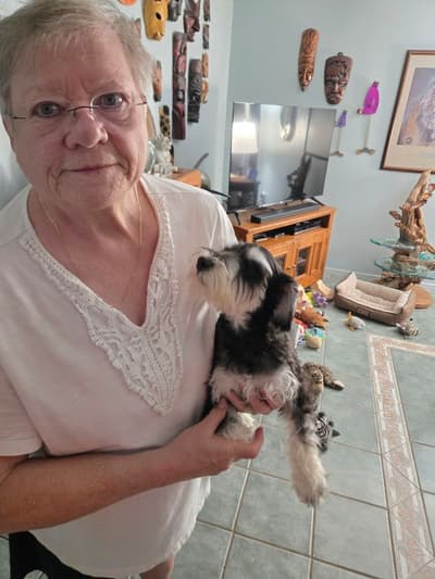 Grant, a Schnauzer, Miniature puppy from Pawrade