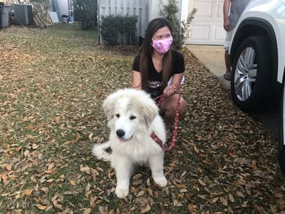 Sweetie, a Great Pyrenees puppy from Pawrade